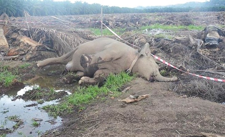 Kekejaman Manusia Rakus